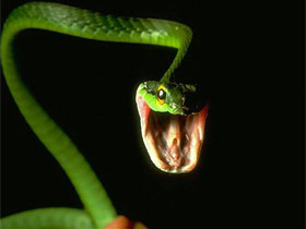 Змея. Фото с сайта sunhome.ru