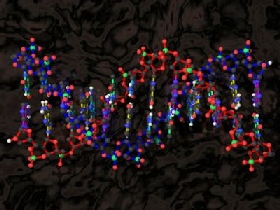 ДНК. Фото с сайта: www.sibinfo.ru