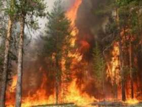 Лесной пожар; ФОТО с сайта aif.ru