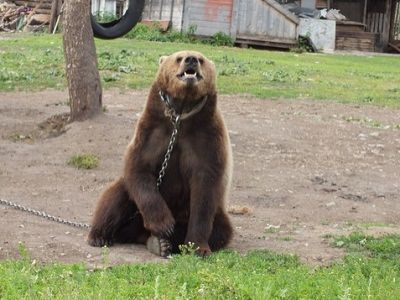 Медведь на цепи. Источник - http://udaff.com/