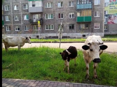 Коровы в городе. Фото: stoboy.ru
