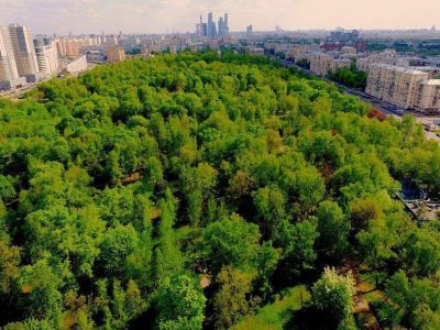 Парк "Березовая роща" в Москве. Фото: moskvichmag.ru